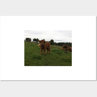 Scottish Highland Cattle Calf 1818 Posters and Art